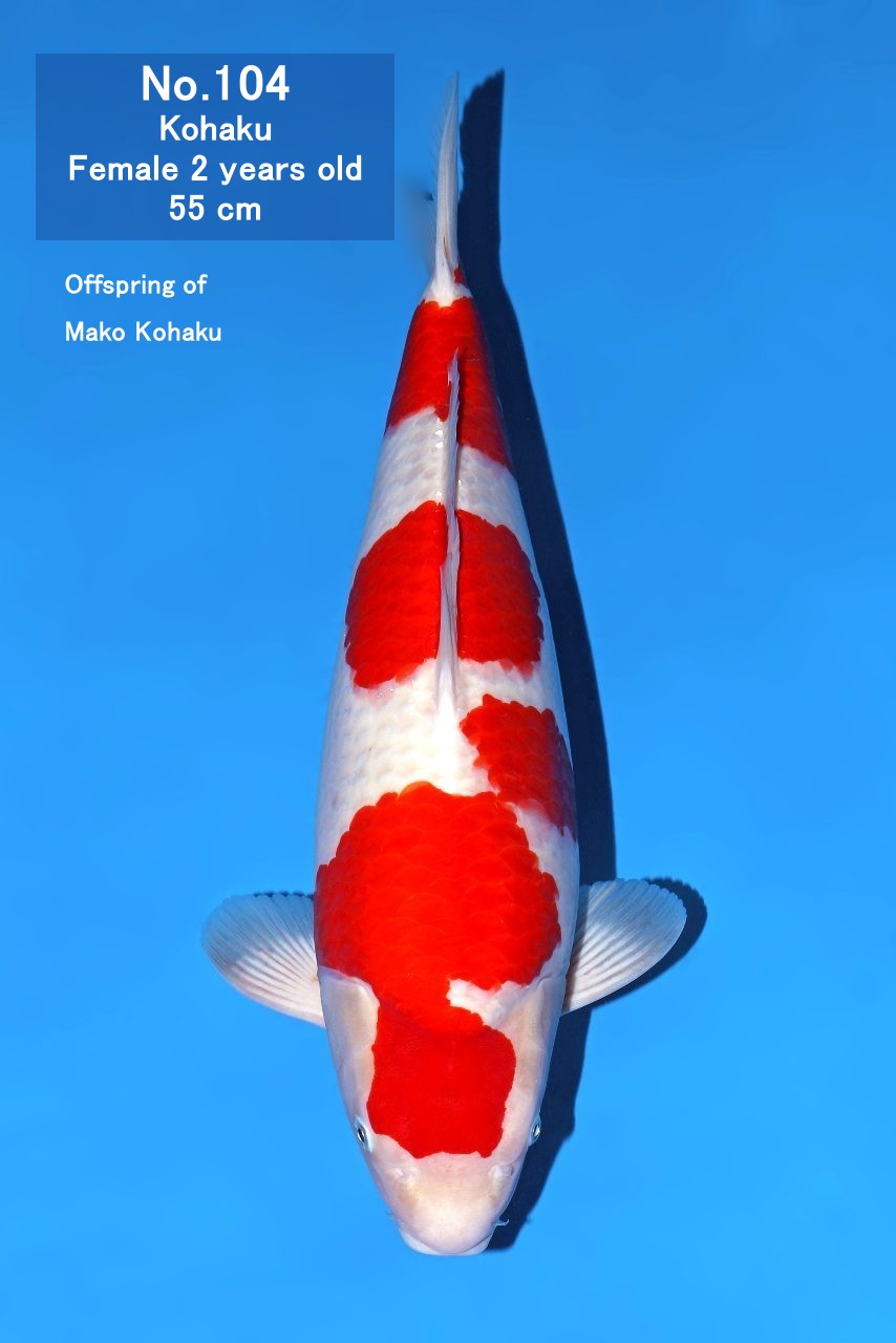 Koi