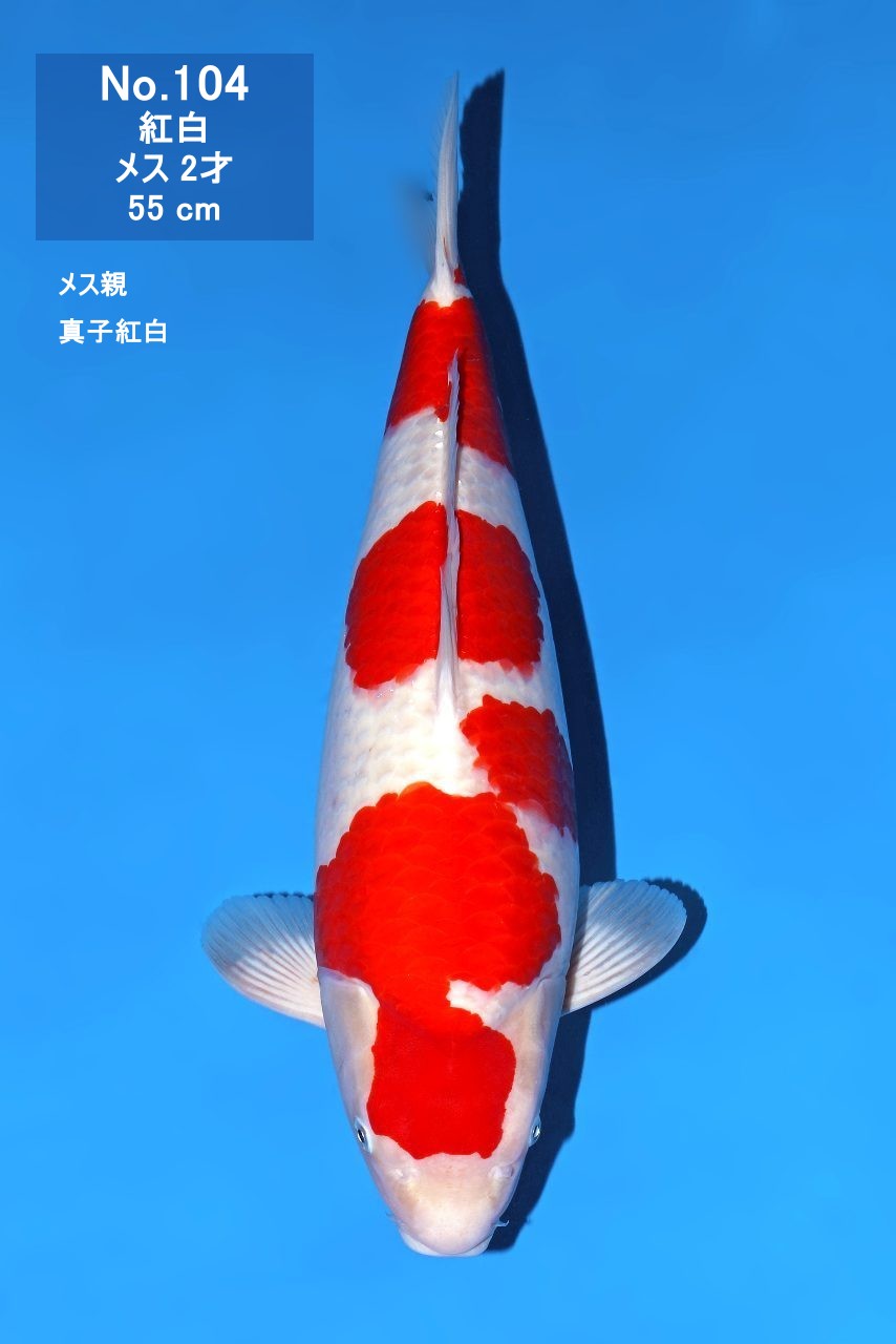 鯉