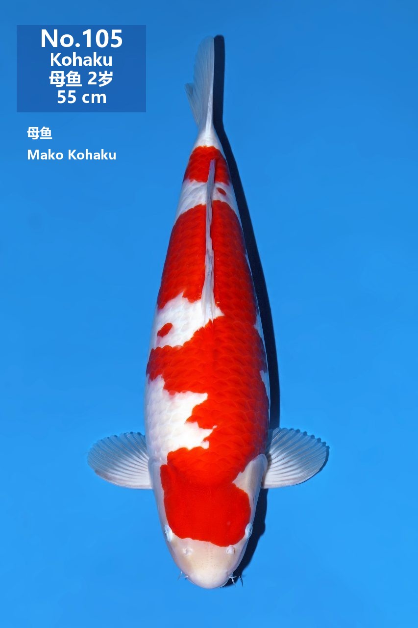 鯉