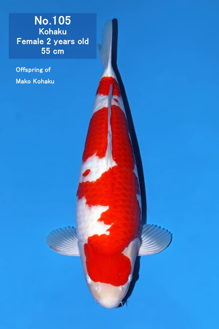 Koi