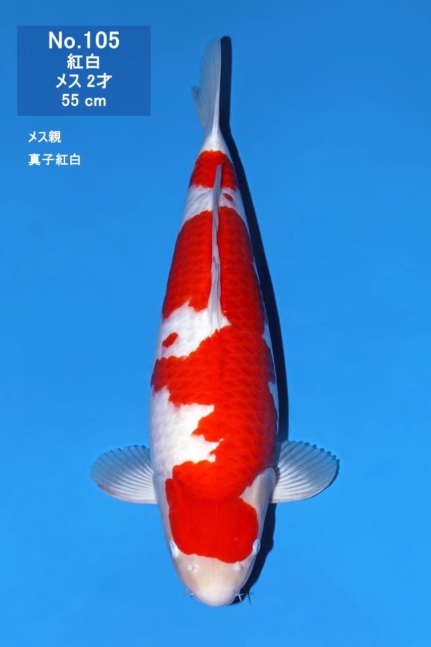 鯉