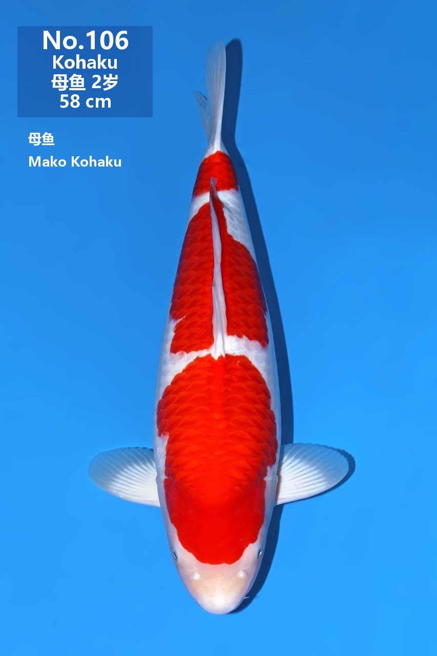 鯉