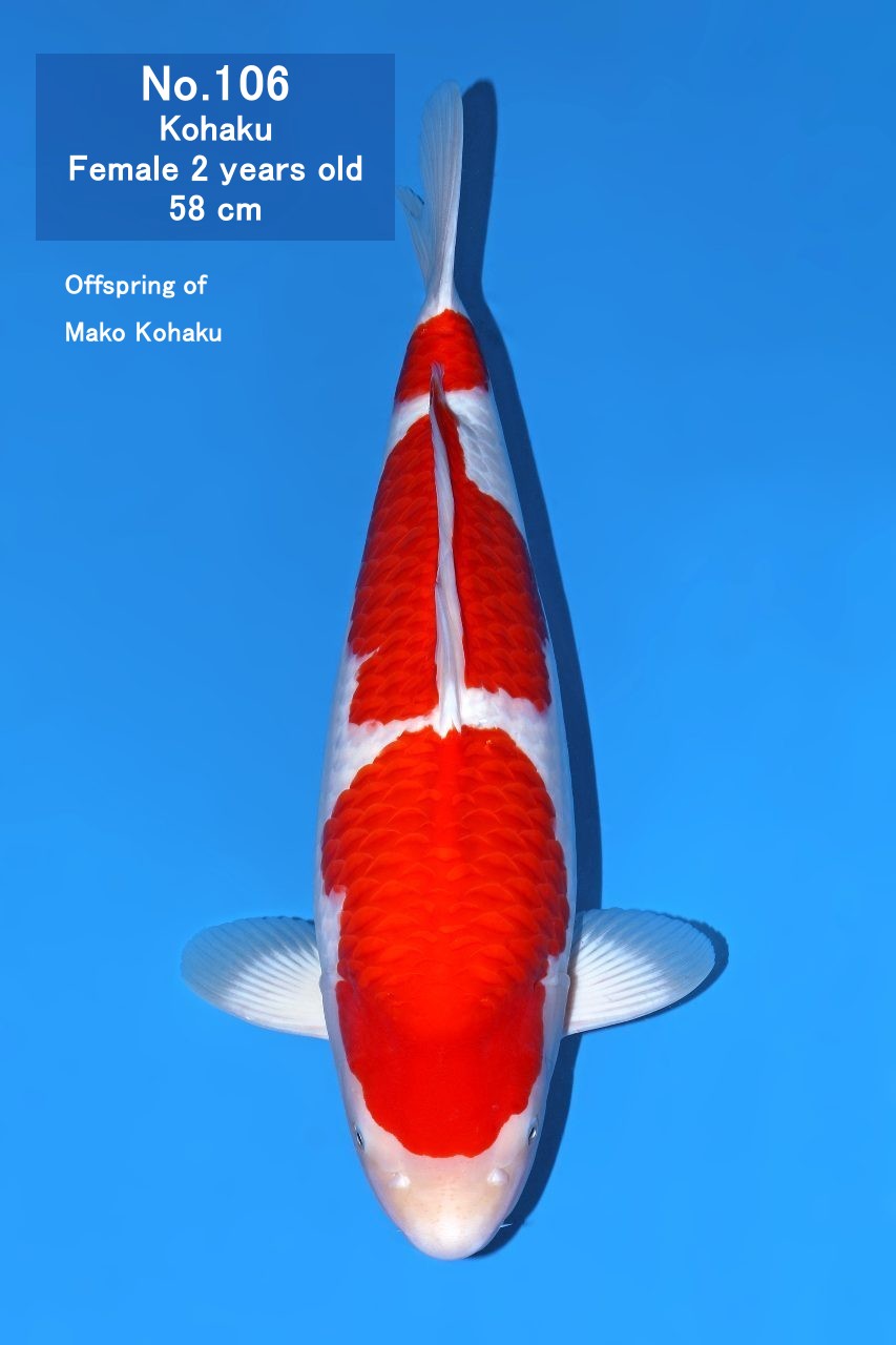 Koi