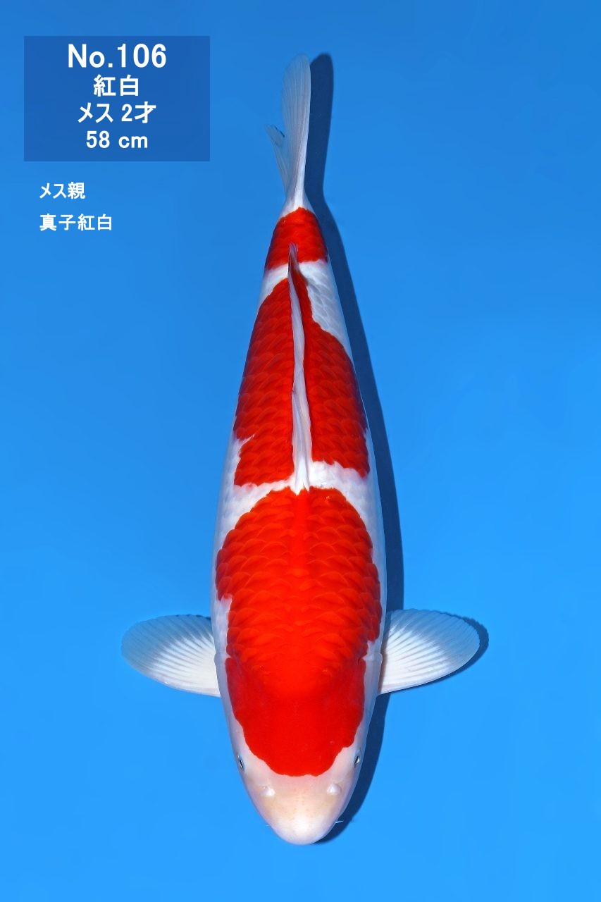 鯉
