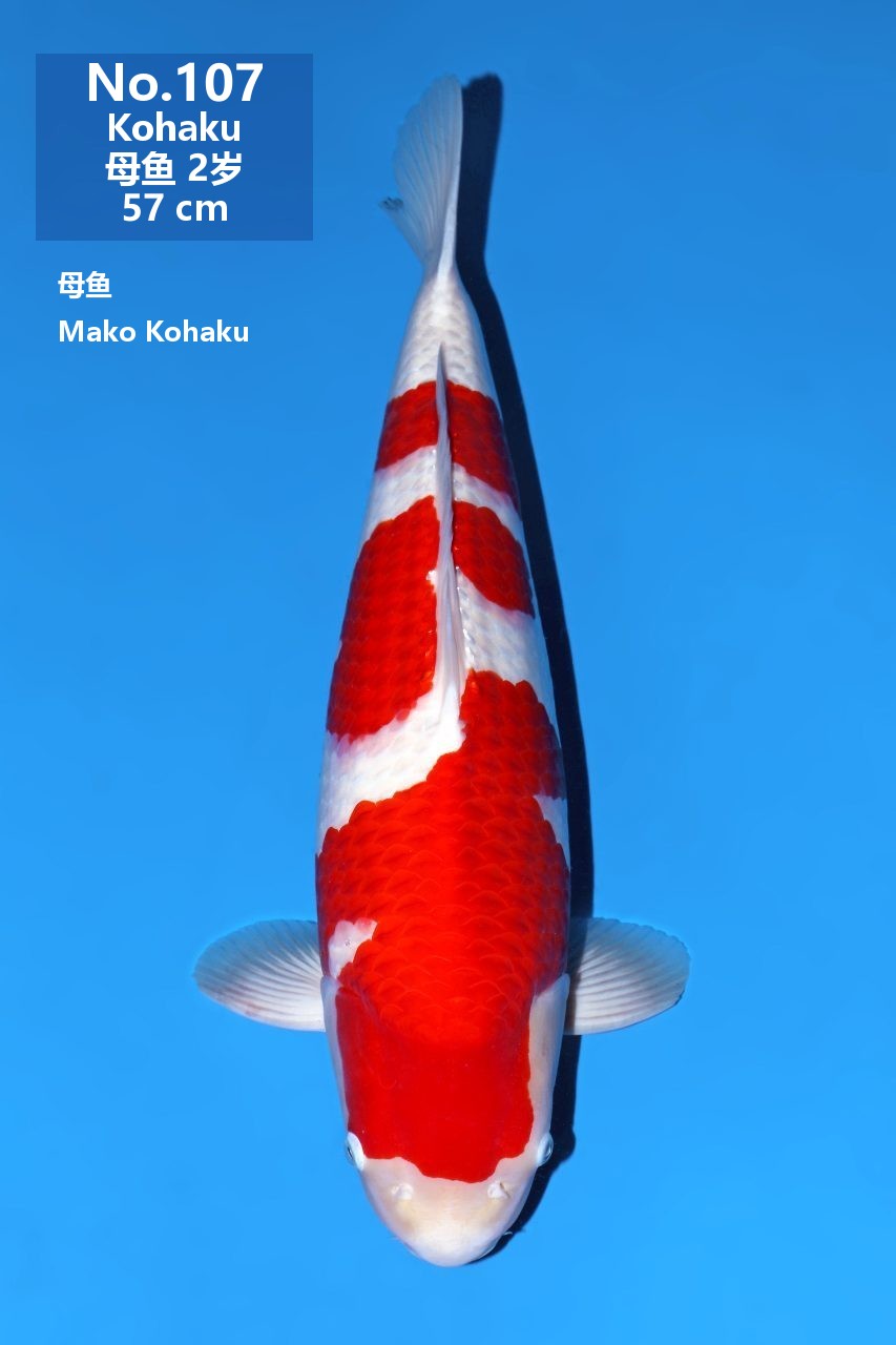 鯉