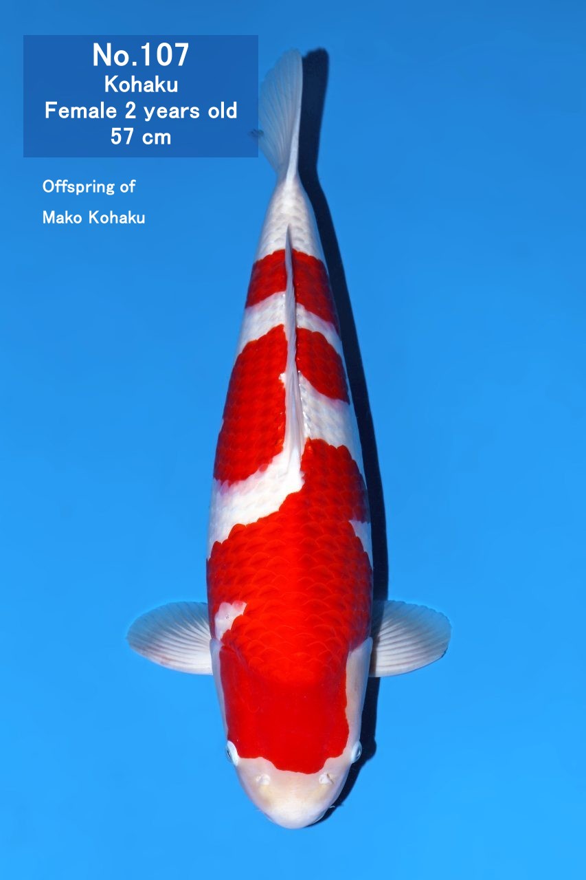 Koi
