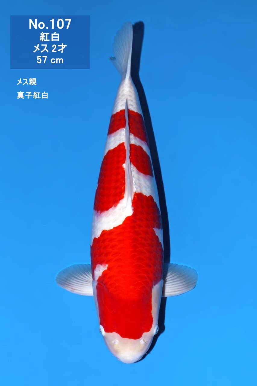 鯉