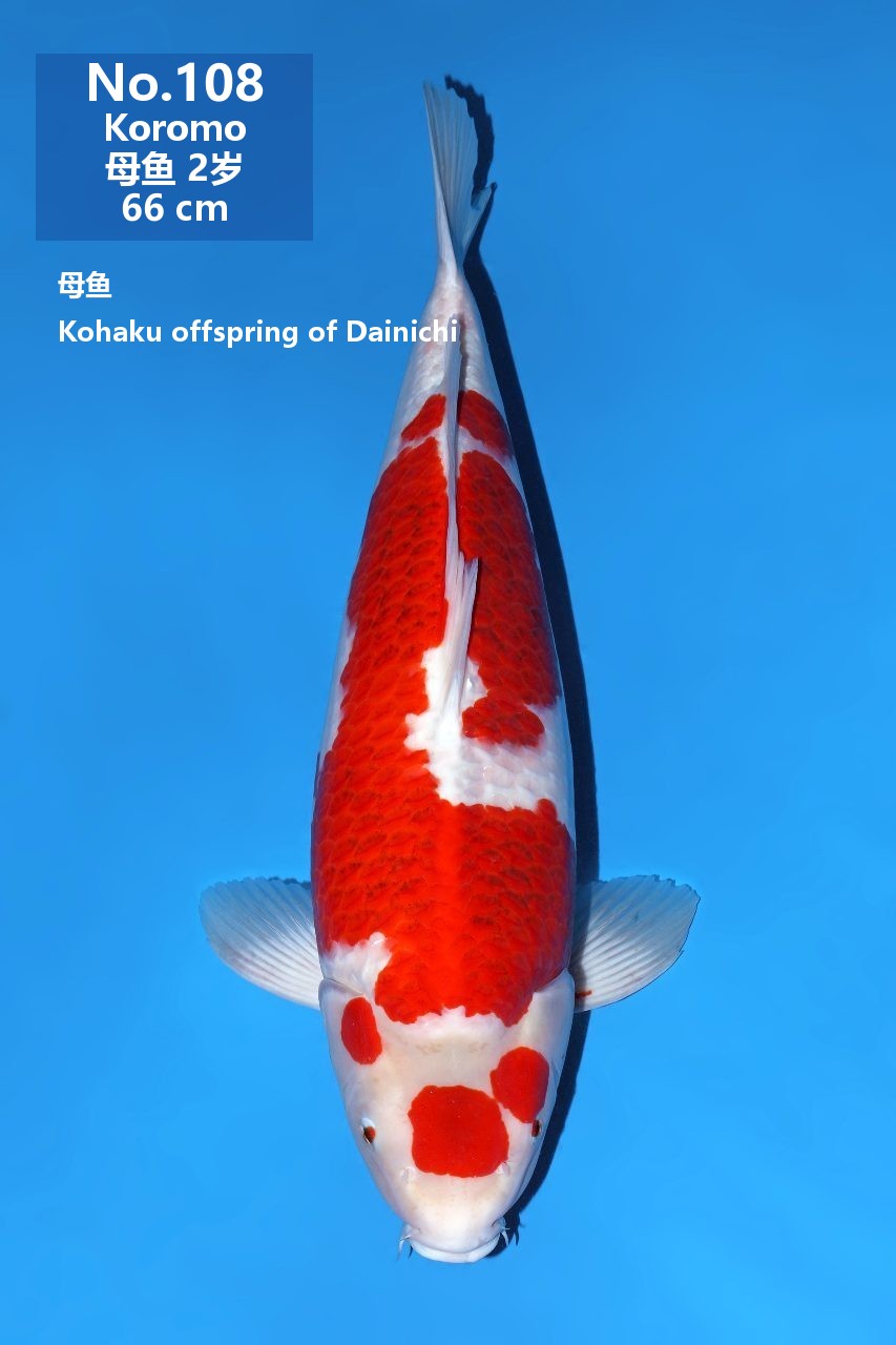 鯉