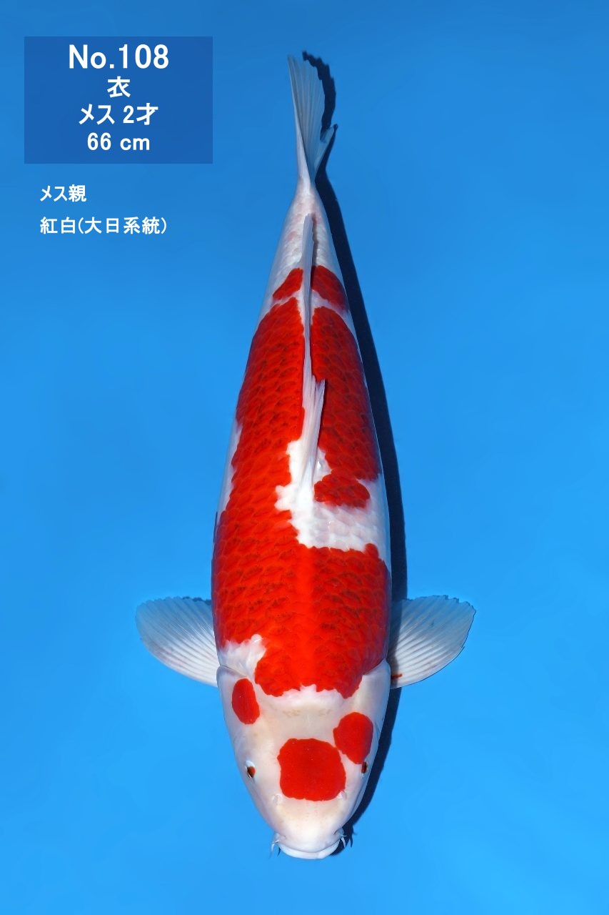 鯉