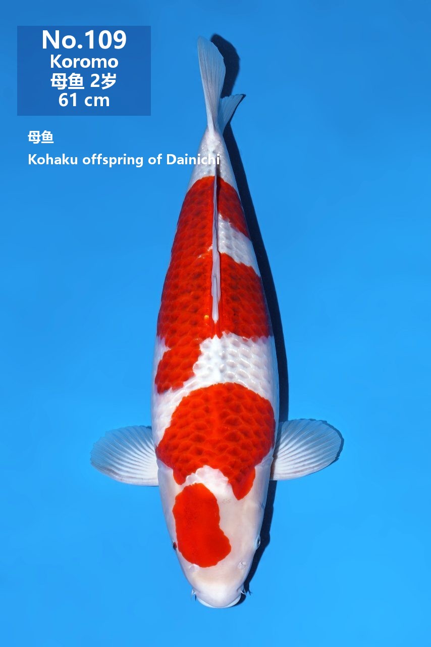 鯉