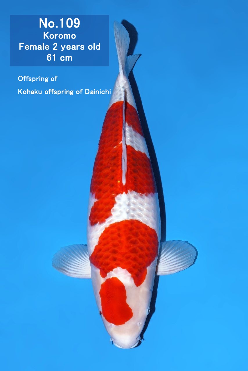Koi