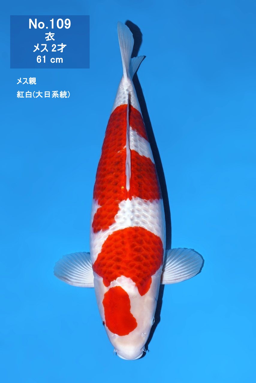 鯉