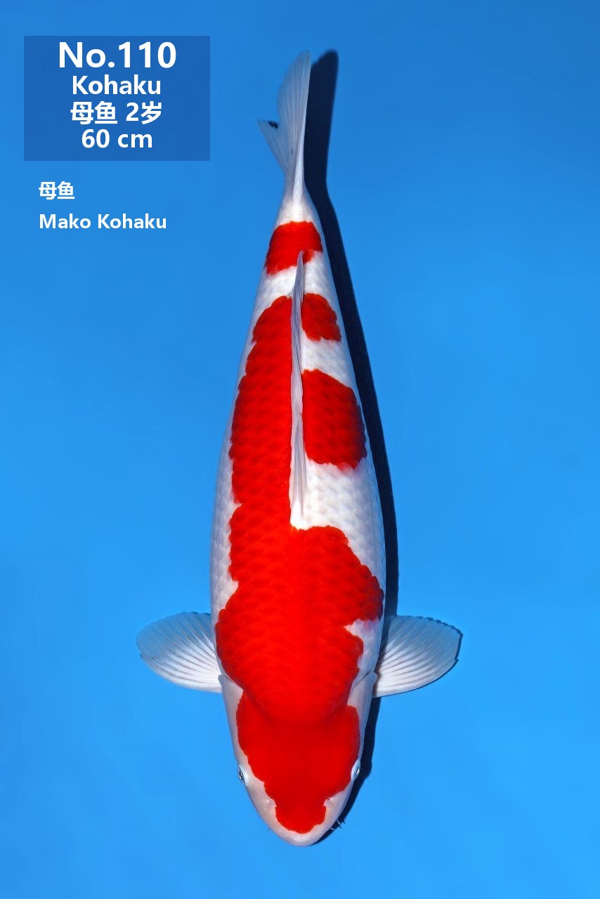 鯉