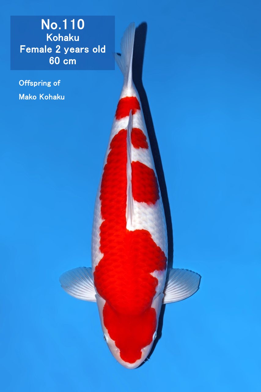 Koi