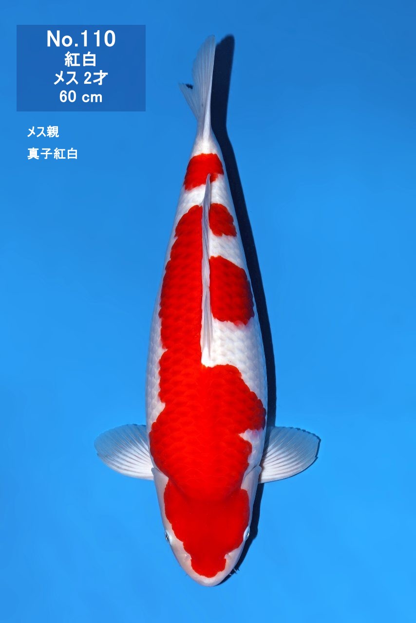 鯉