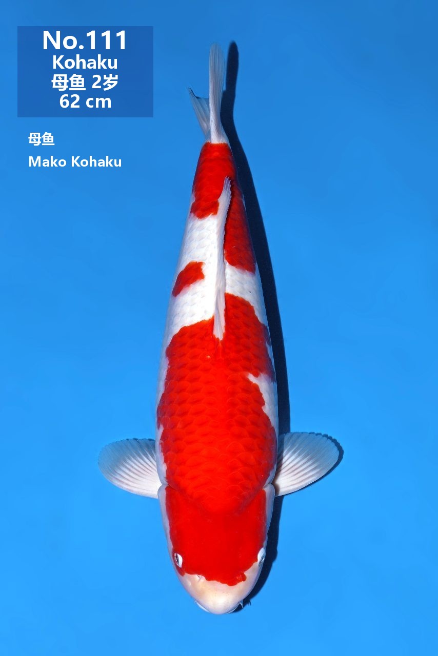 鯉