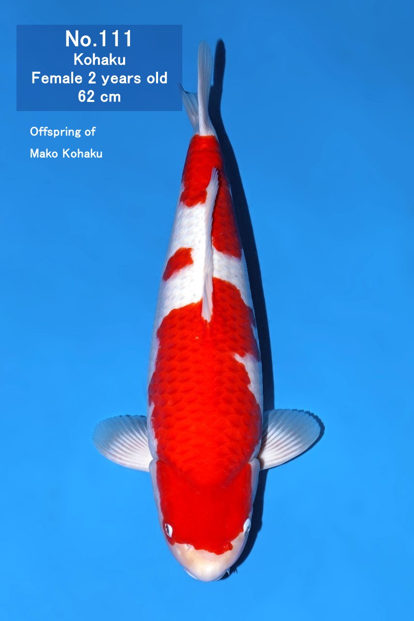 Koi