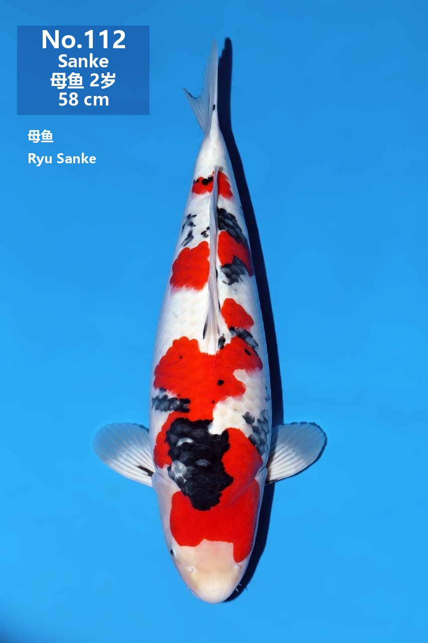 鯉