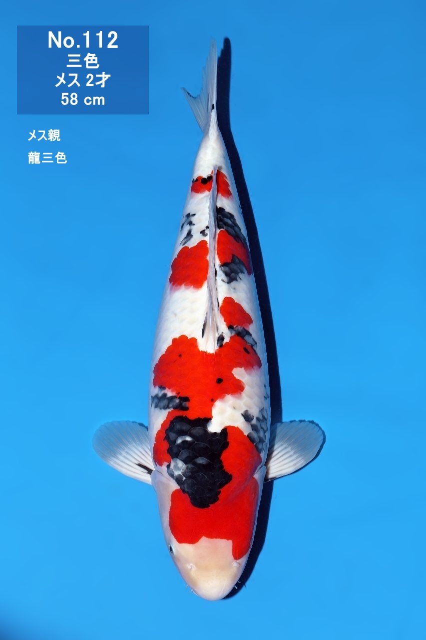 鯉