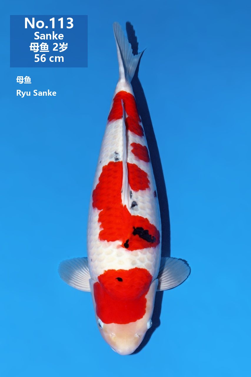 鯉