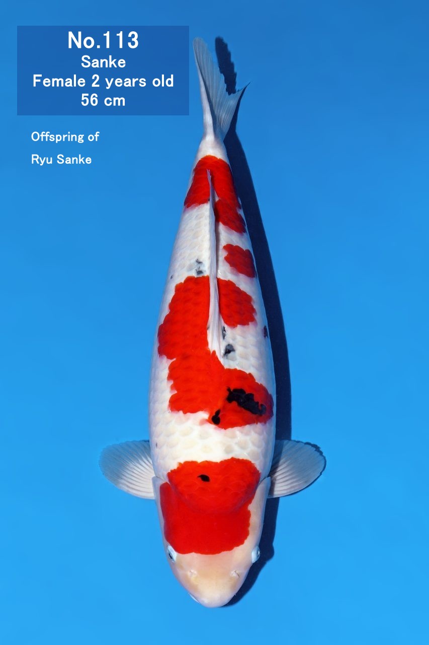 Koi