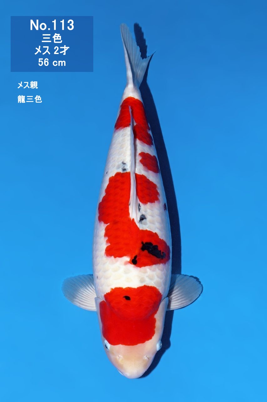 鯉