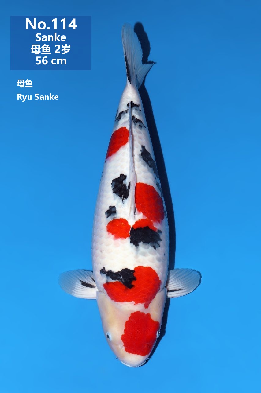 鯉