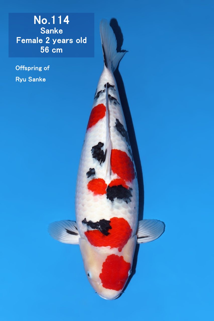 Koi