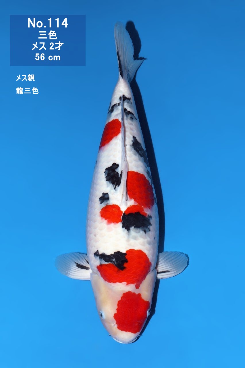 鯉