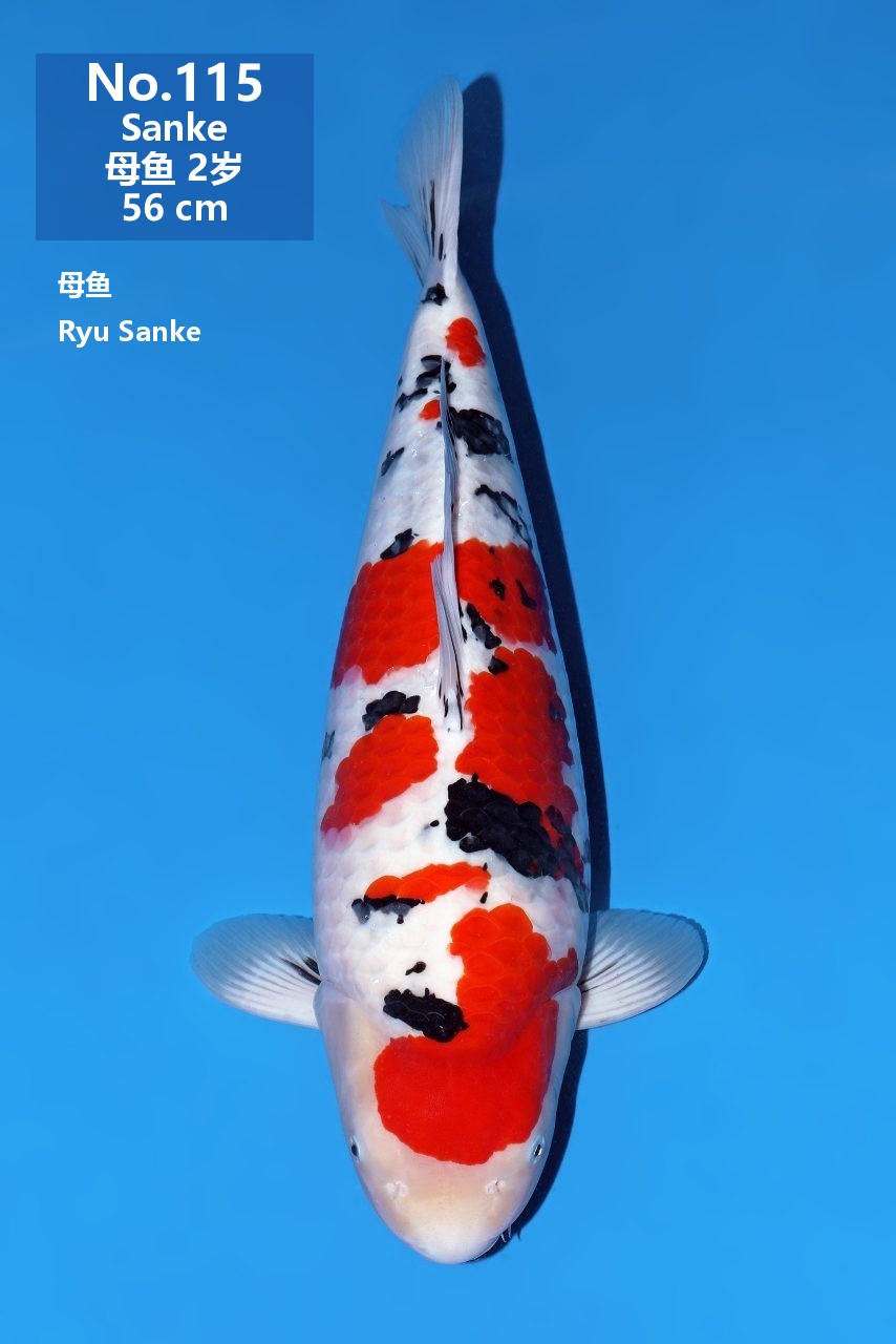鯉