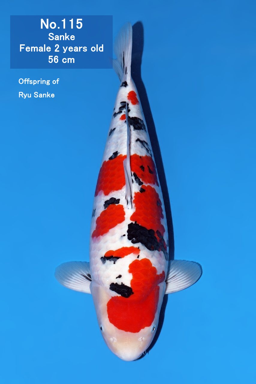 Koi