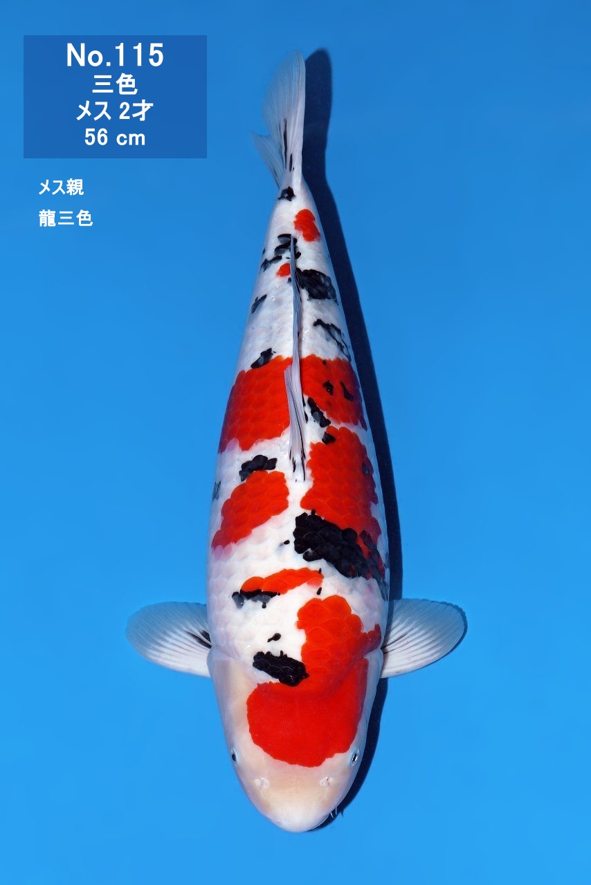 鯉