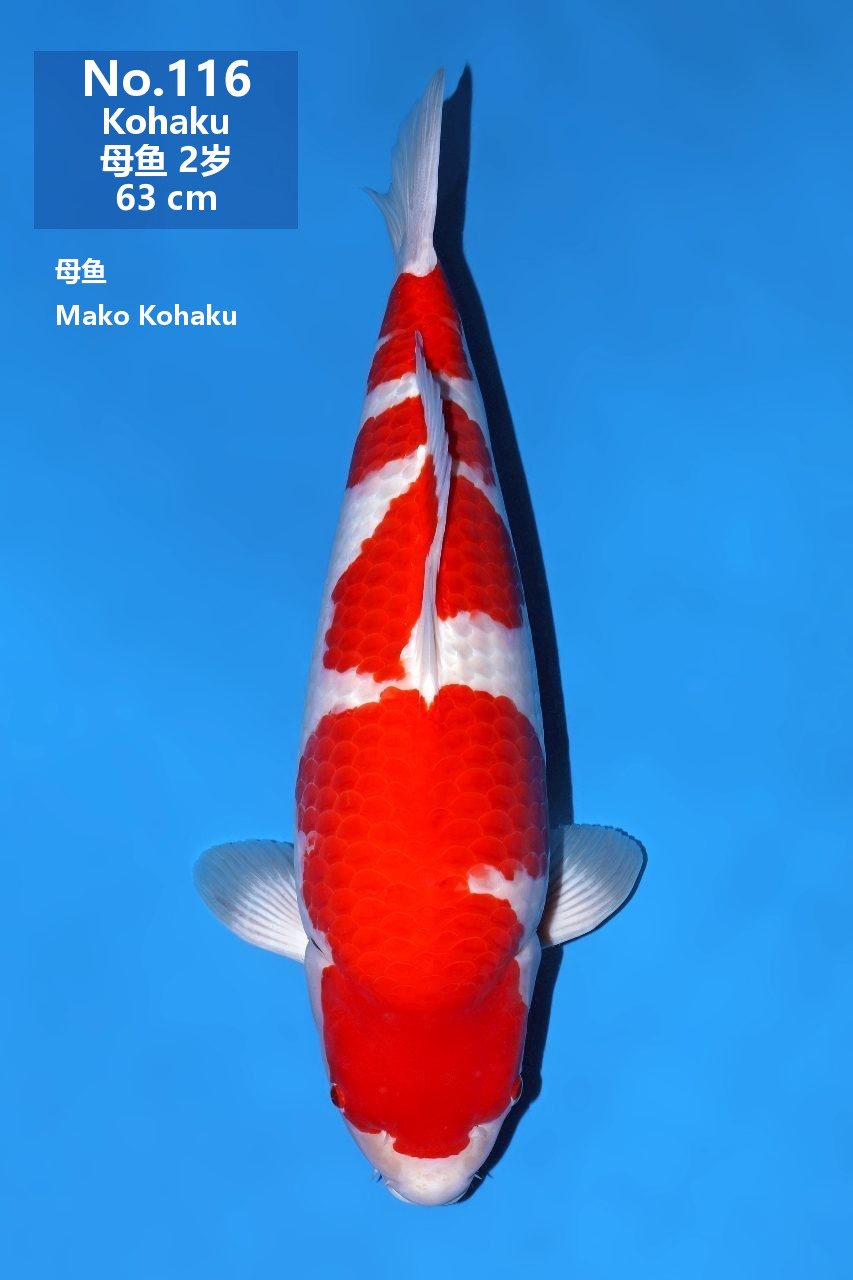 鯉