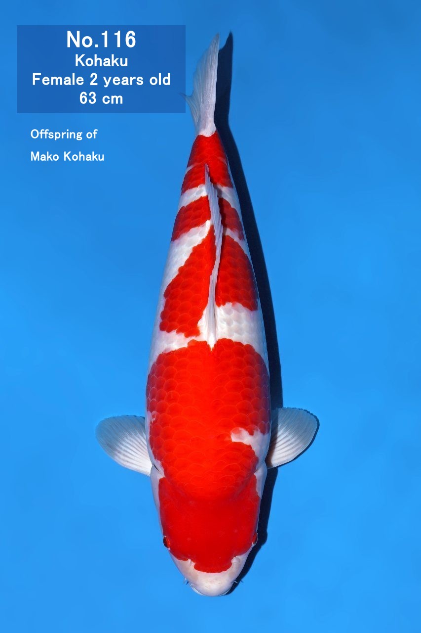 Koi