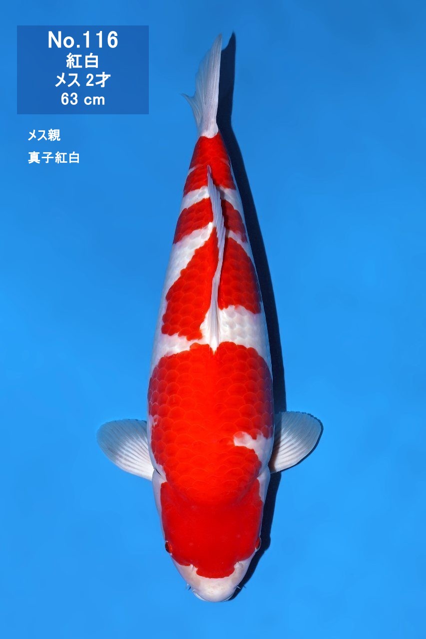 鯉