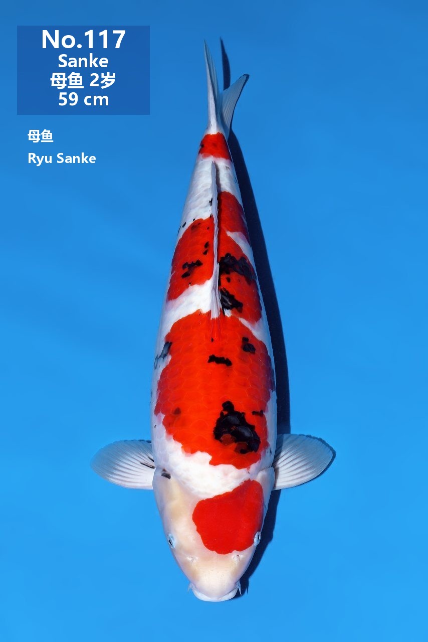 鯉