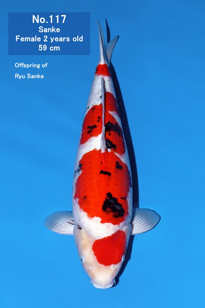 Koi