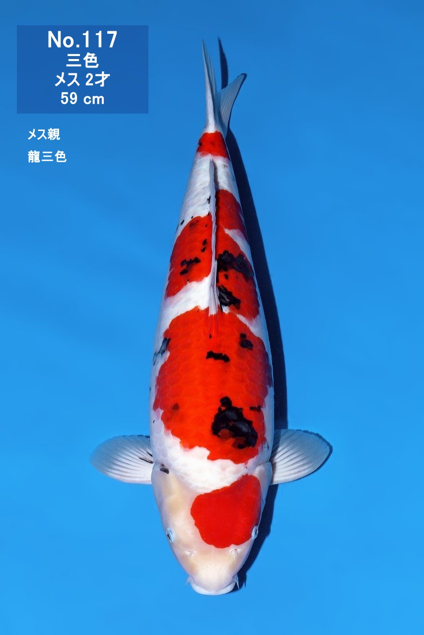 鯉