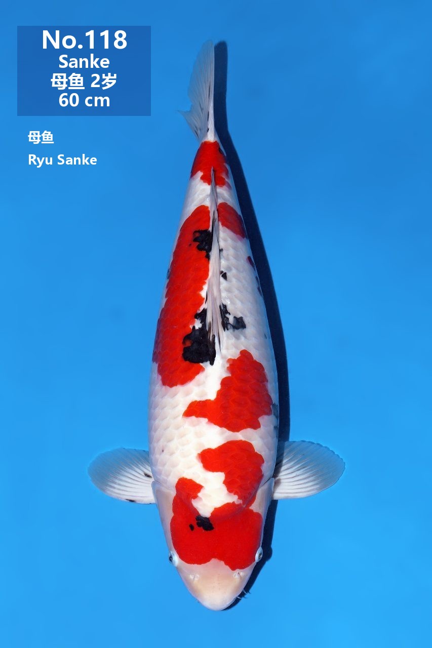 鯉