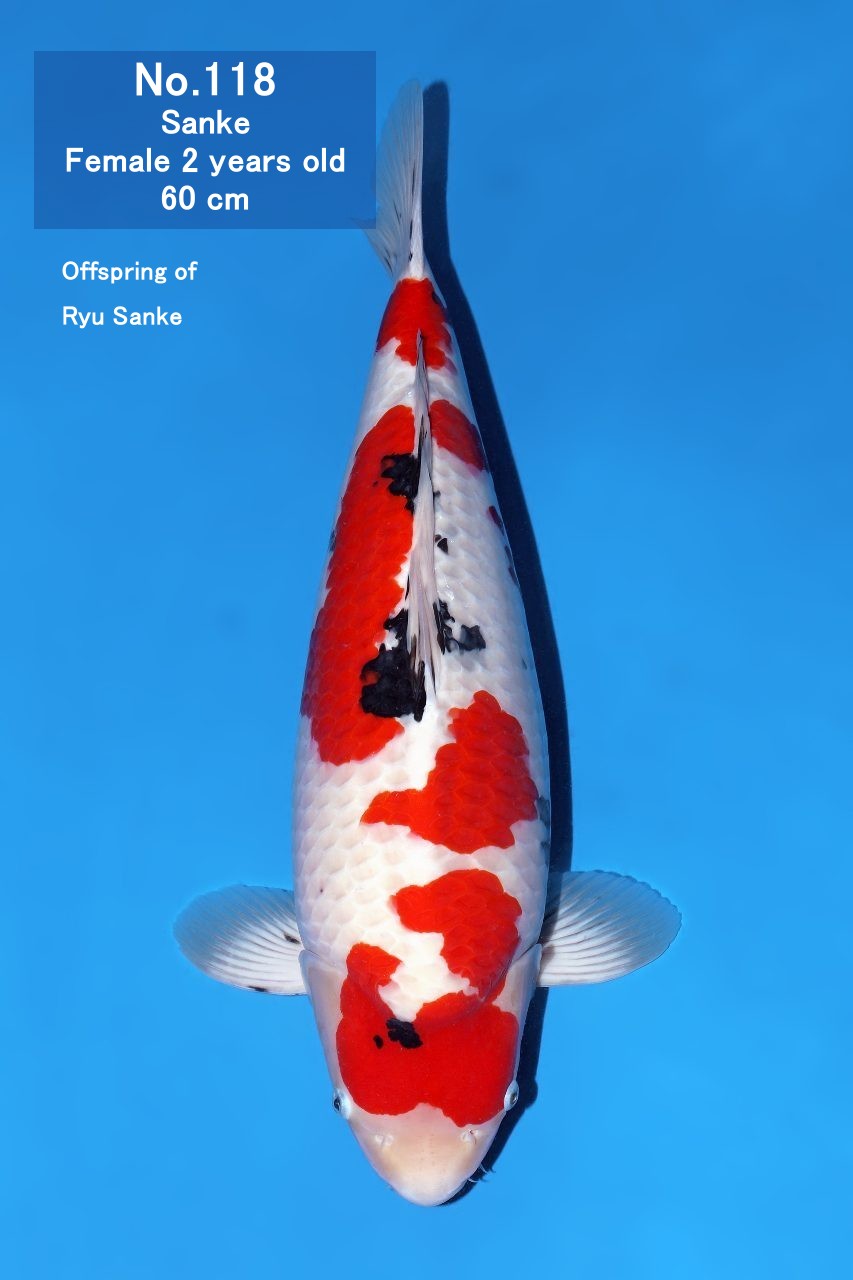 Koi