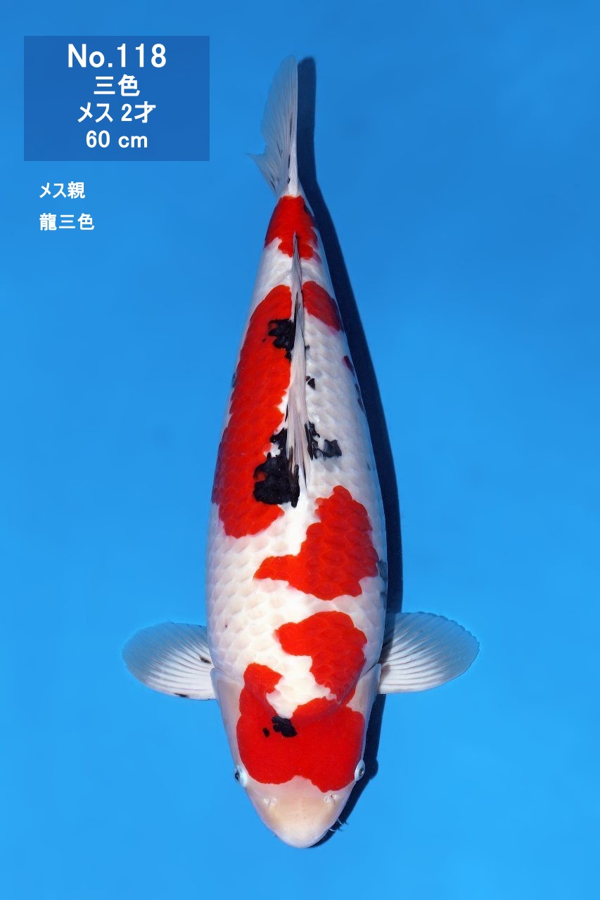 鯉