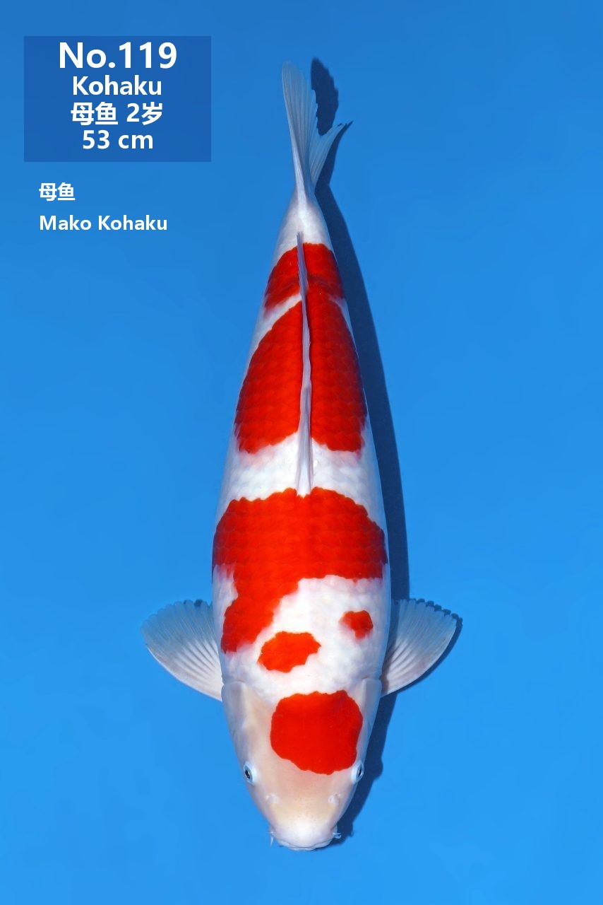 鯉
