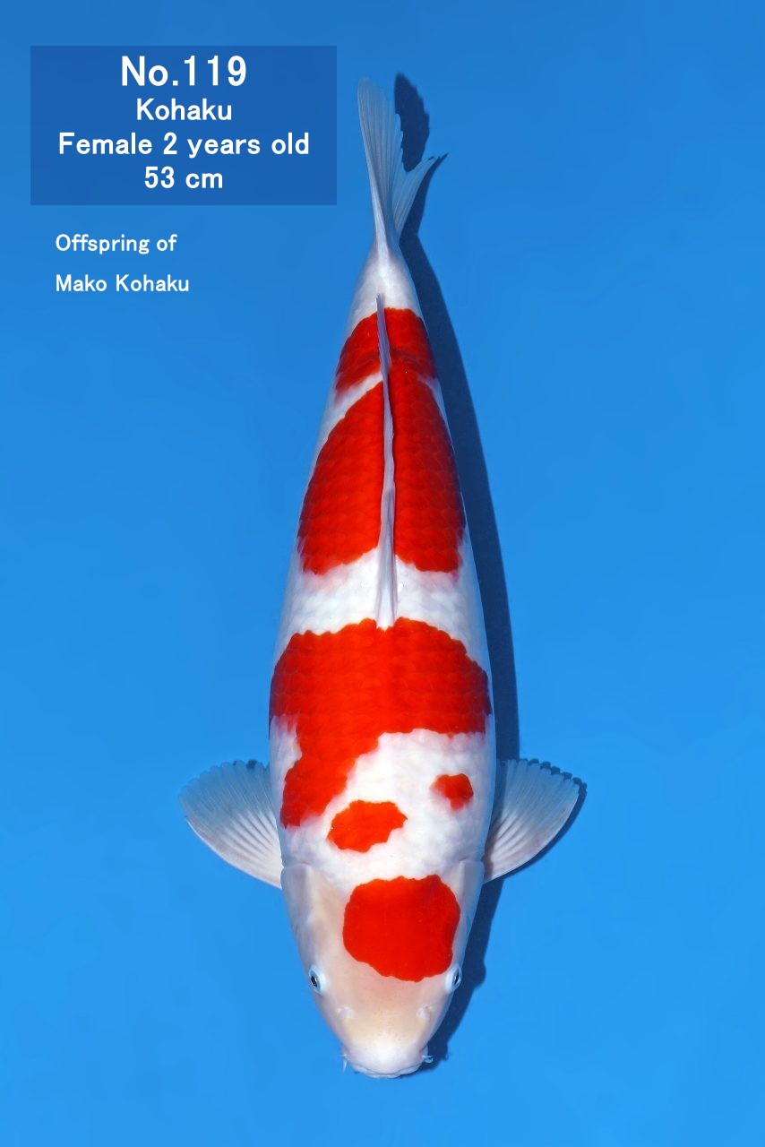 Koi