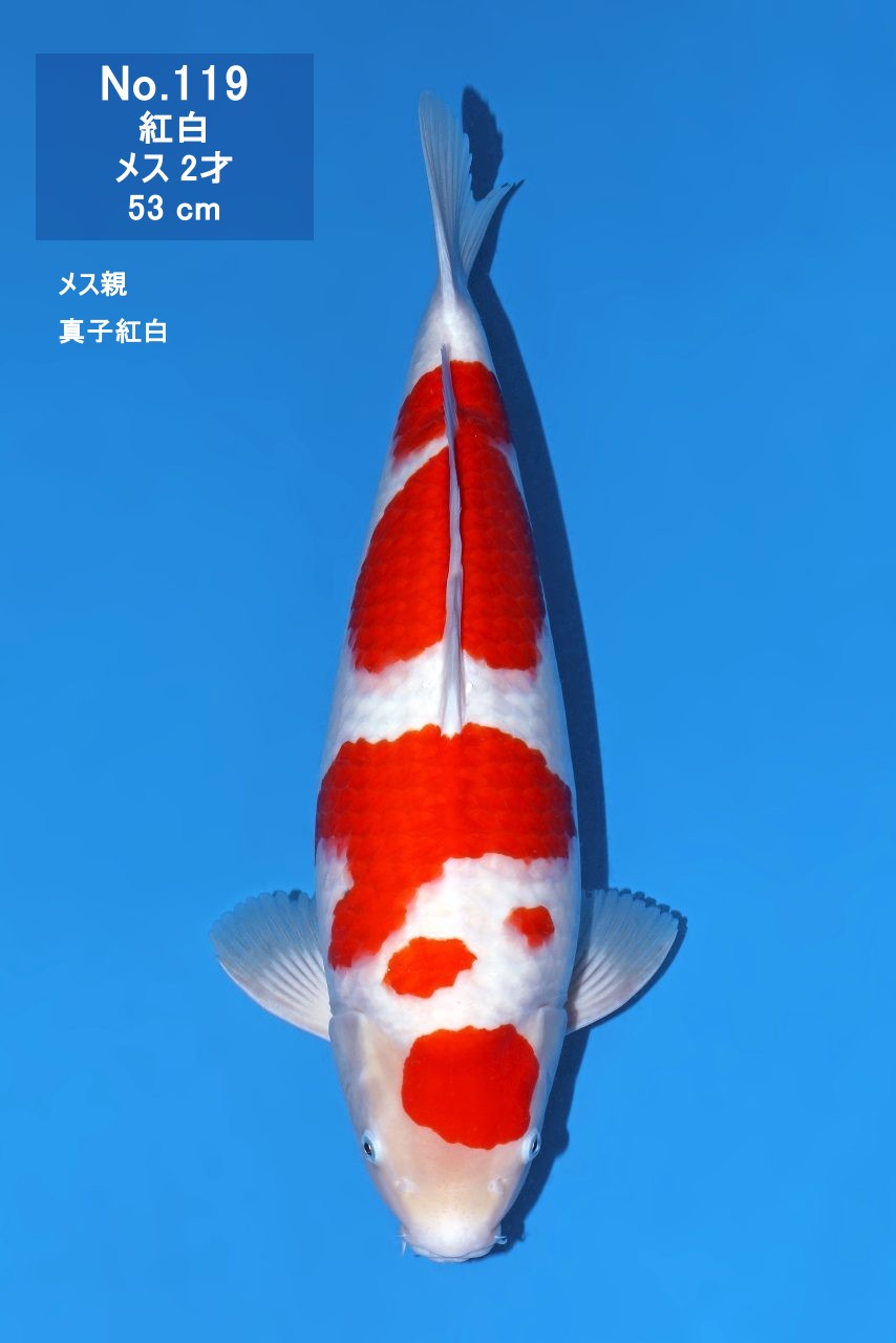 鯉
