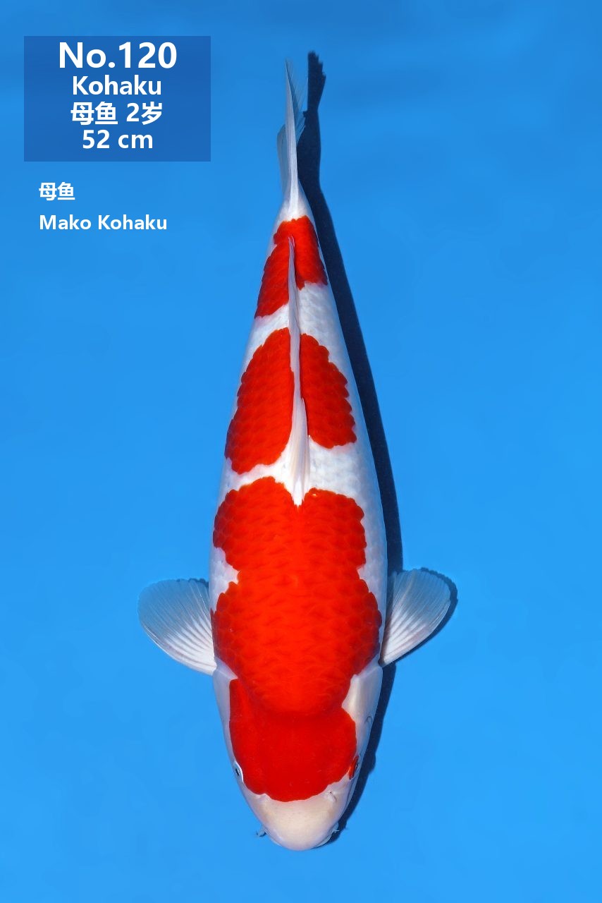 鯉