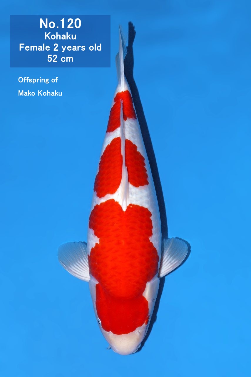 Koi