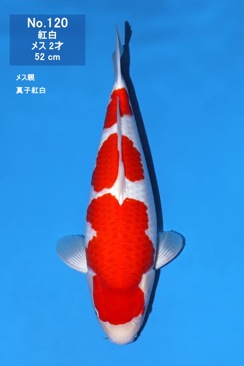 鯉