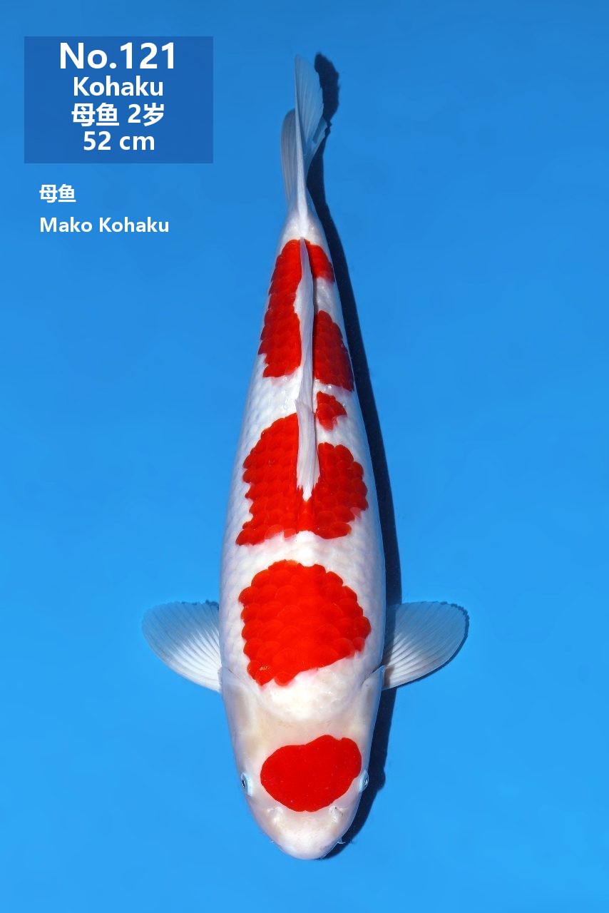 鯉