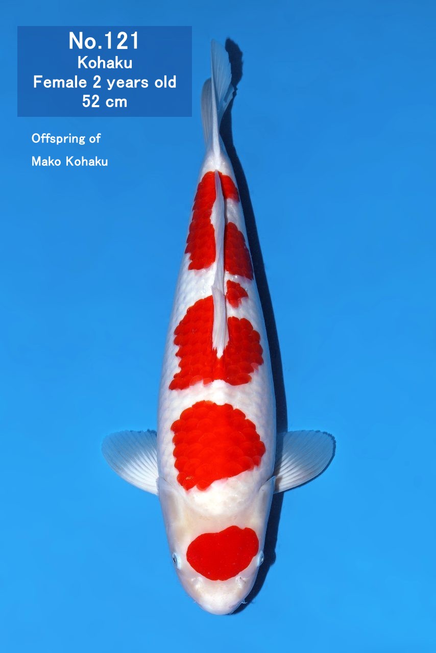Koi