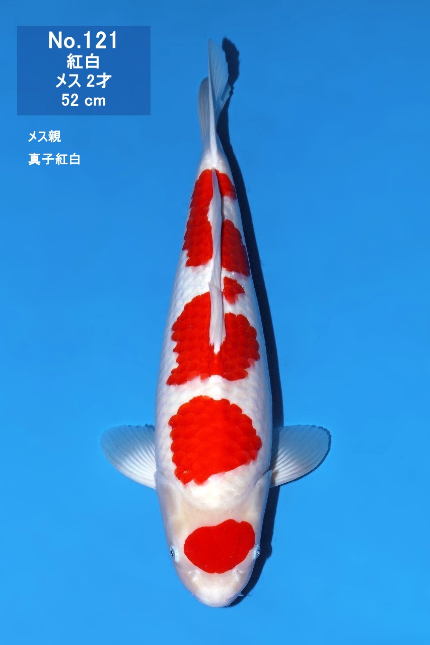 鯉
